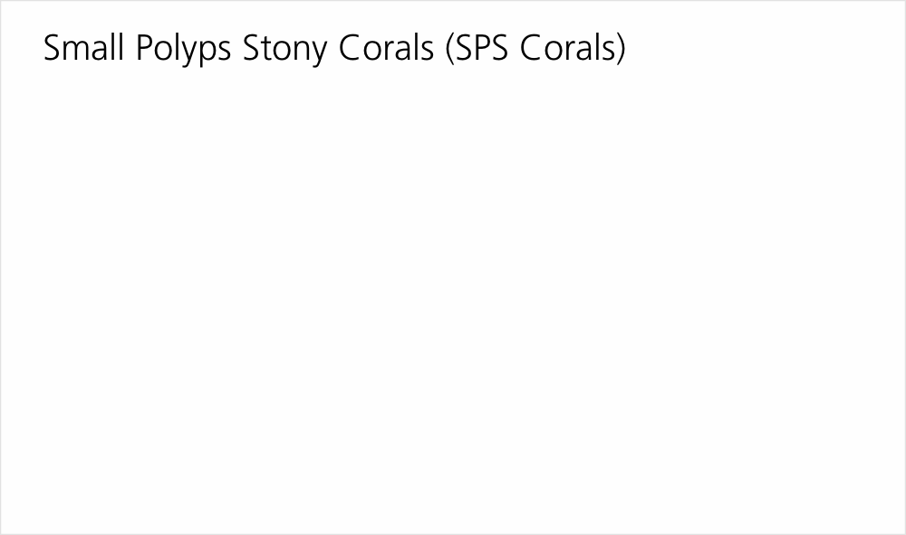 Small Polyps Stony Corals (SPS Corals)
