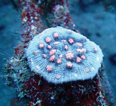 Click here to enter "Nano Large Polyps Stony Corals" pages